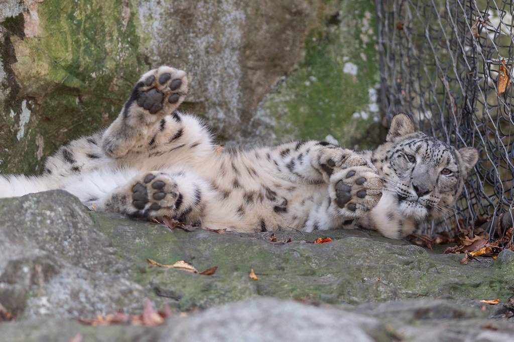 The Playful Snow Leopard in Your Living Room (image credits: flickr)