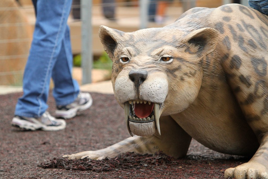 Saber-Toothed Tiger: The Ice Age's Most Feared Predator (image credits: flickr)