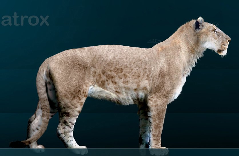American Lion: Bigger Than Any Cat Alive Today (image credits: wikimedia)