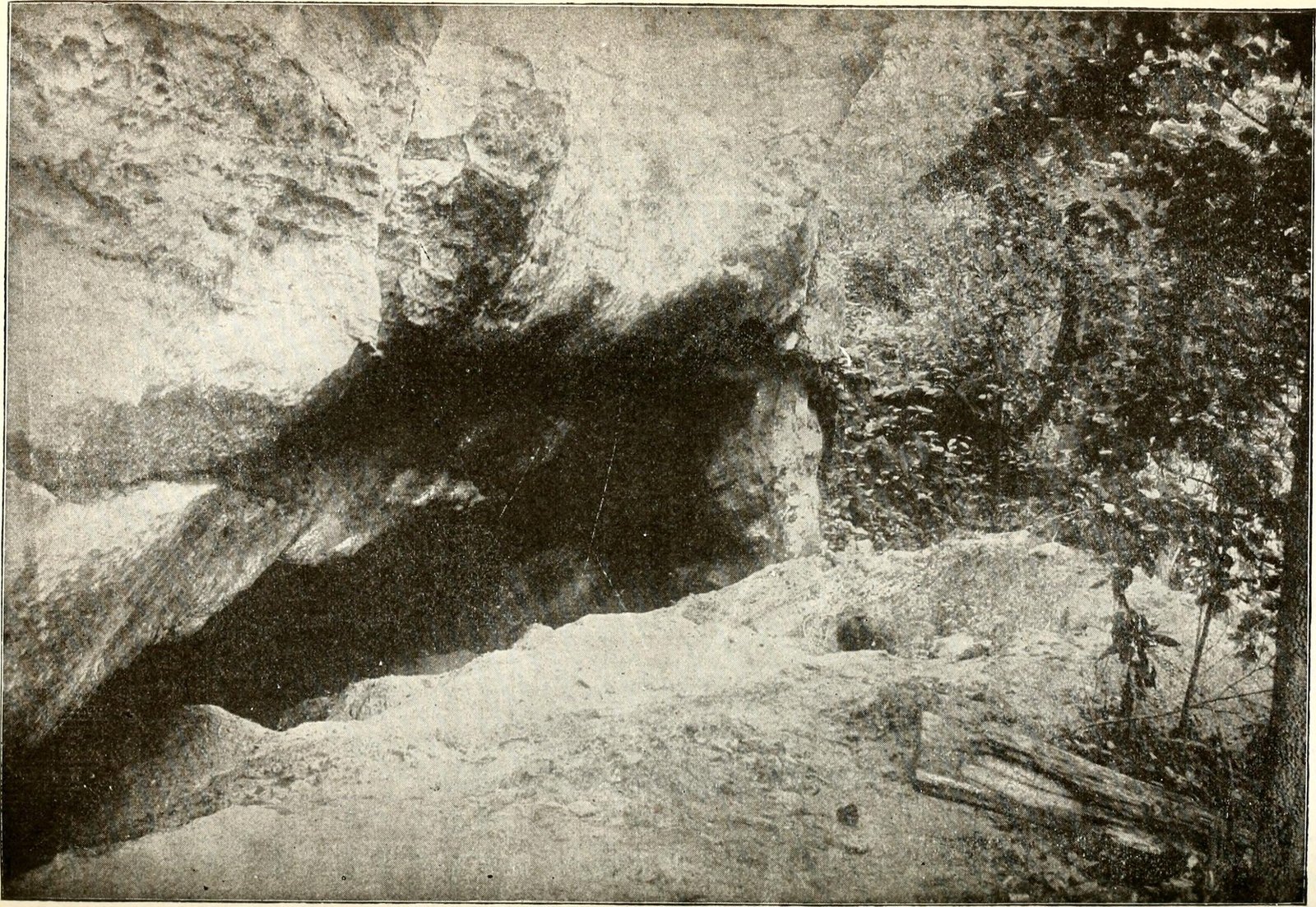 Puma's Ancient Ancestor: The Cave-Dwelling Mountain Lion (image credits: wikimedia)