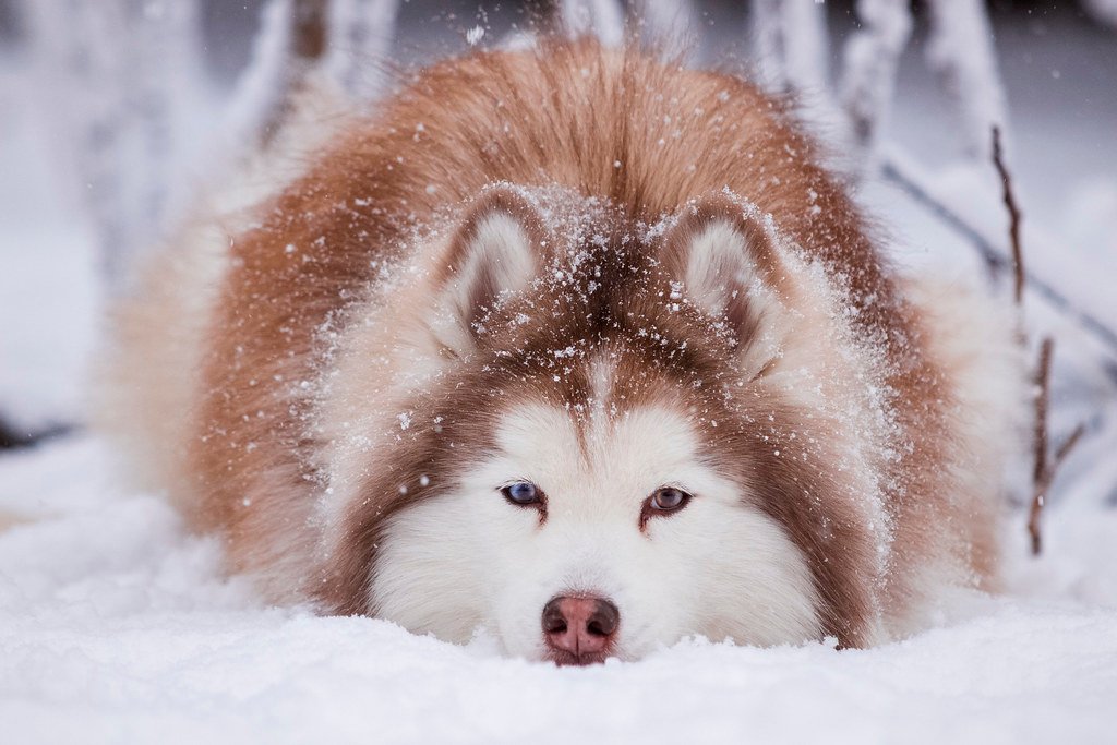 The Art of Winter Napping (image credits: flickr)
