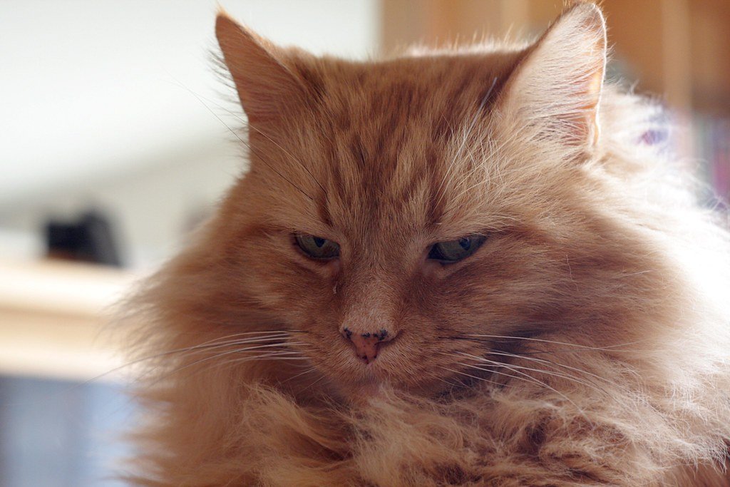Whiskers That Read the Winter Wind (image credits: flickr)