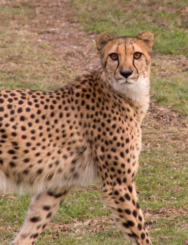 8 Fossils That Prove Prehistoric Cats Roamed North America