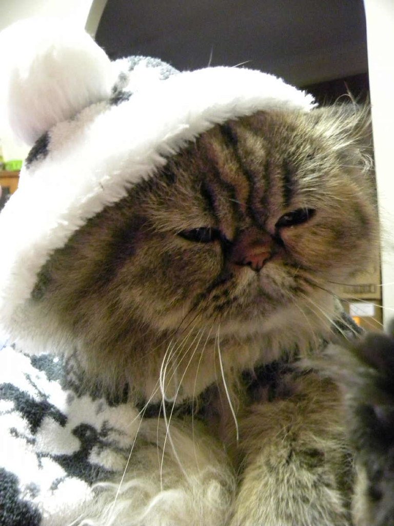 The Coat That Conquers Winter (image credits: flickr)
