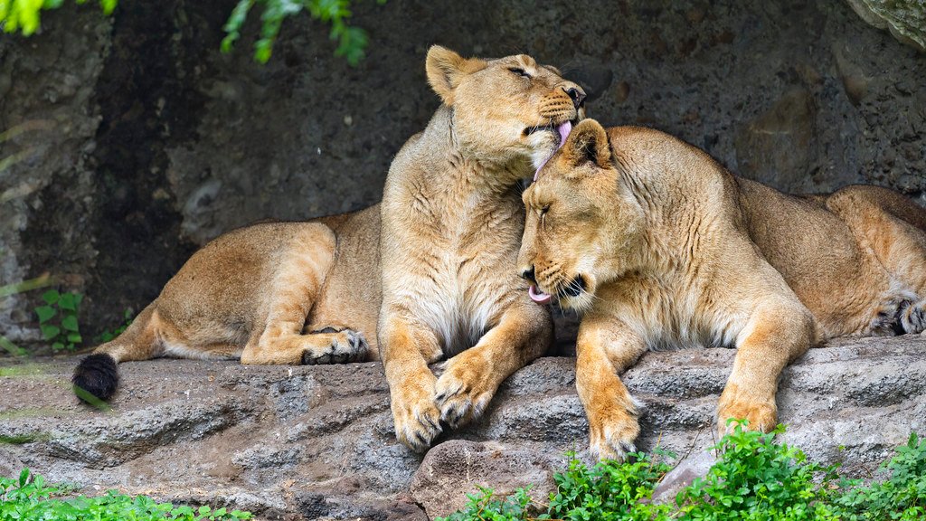 7 Giant Cats That Went Extinct During the Ice Age Collapse