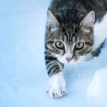Siberian Cats in the Snow — A Breed Built for Winter