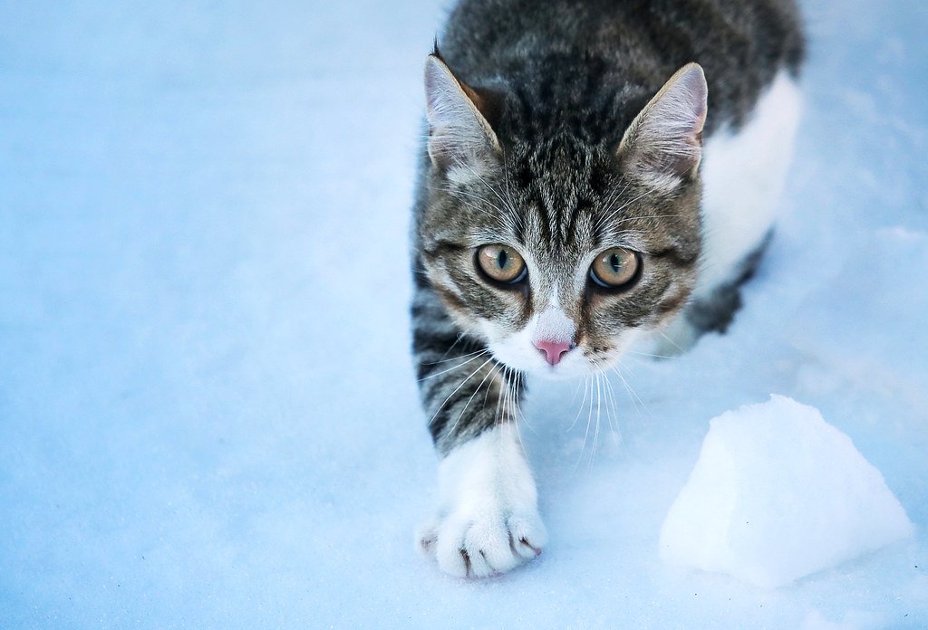 Siberian Cats in the Snow — A Breed Built for Winter