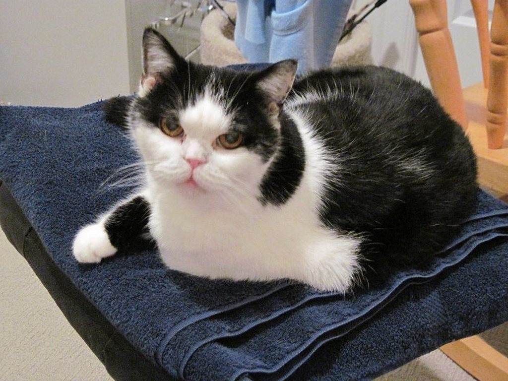 The American Wirehair — A Rare U.S. Native With a Unique Coat