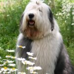 Meet the Kurilian Bobtail — A Cat With an Inherited Bounce