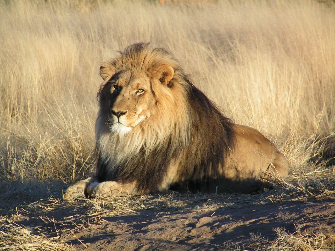 Personalities That Mirror Their Noble Heritage (image credits: wikimedia)