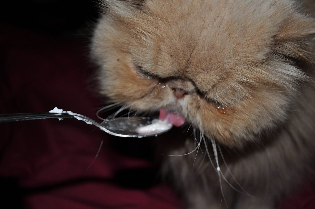 Feeding Requirements That Match Their Refined Palate (image credits: flickr)