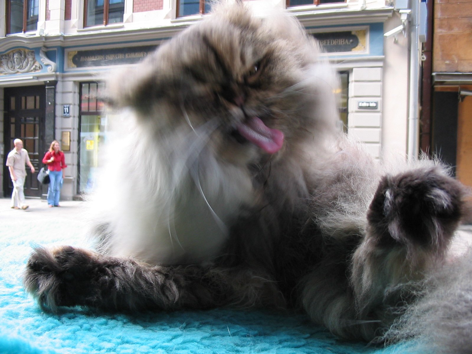 Professional Grooming That Elevates Their Natural Beauty (image credits: wikimedia)