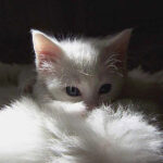 Persian Royalty — Grooming Demands, Glamour Guaranteed
