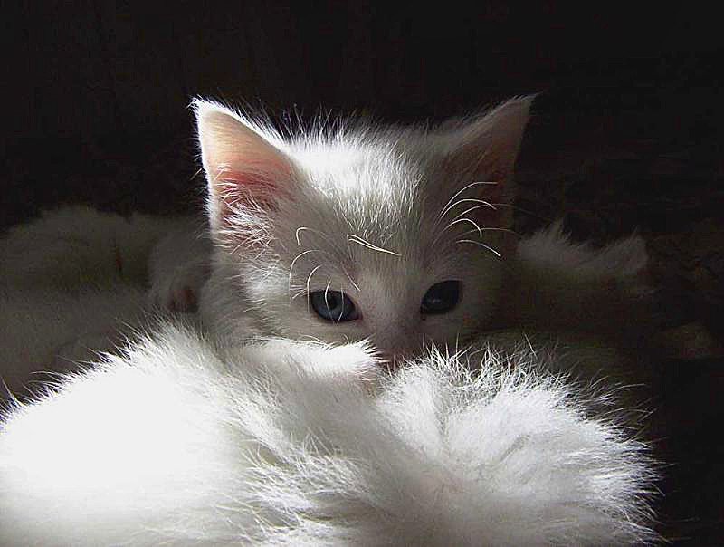 Persian Royalty — Grooming Demands, Glamour Guaranteed