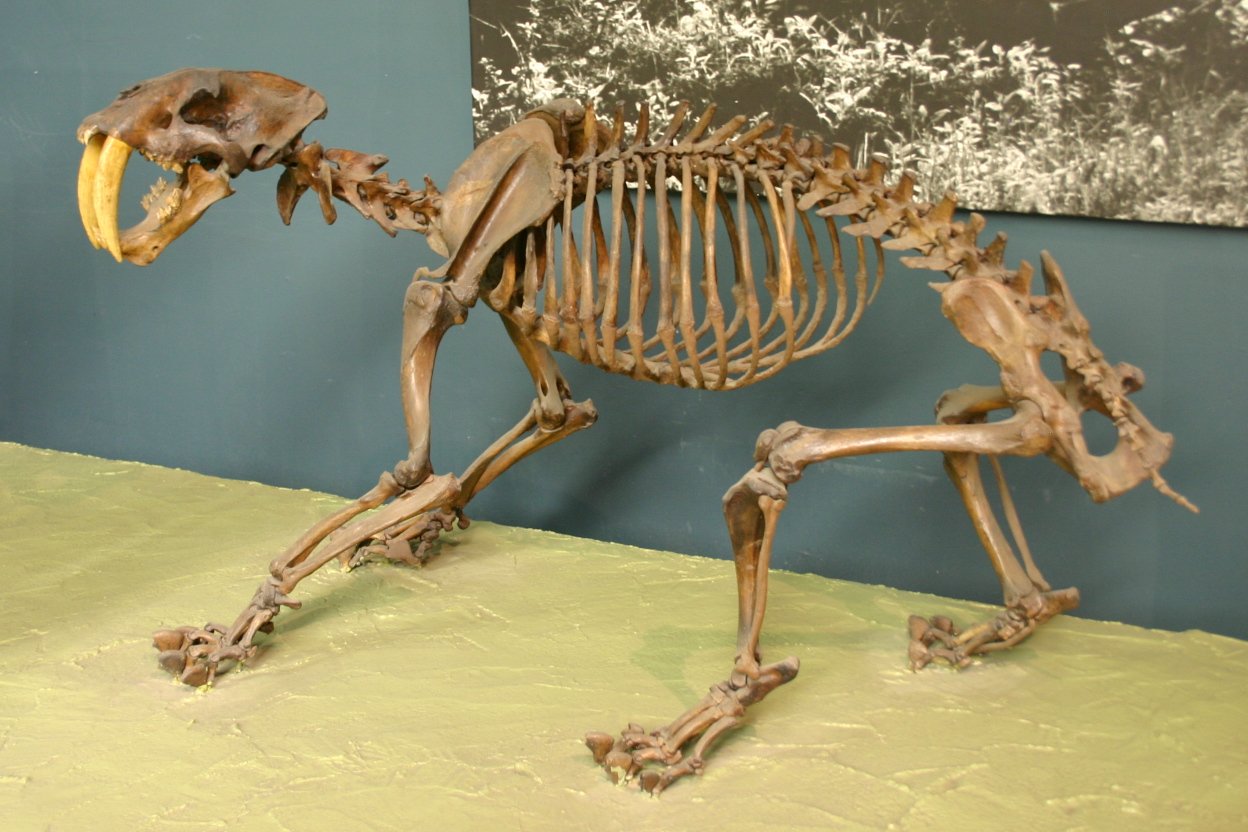 Would You Dare to Meet a Bone-Crushing Cat? (image credits: wikimedia)