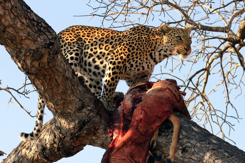 Leopards Master the Vertical Food Storage System (image credits: wikimedia)
