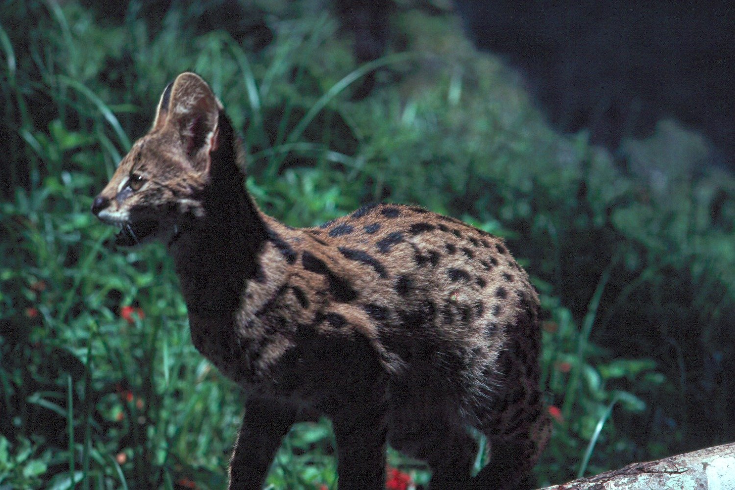 Servals Turn Hearing Into a Hunting Superpower (image credits: wikimedia)
