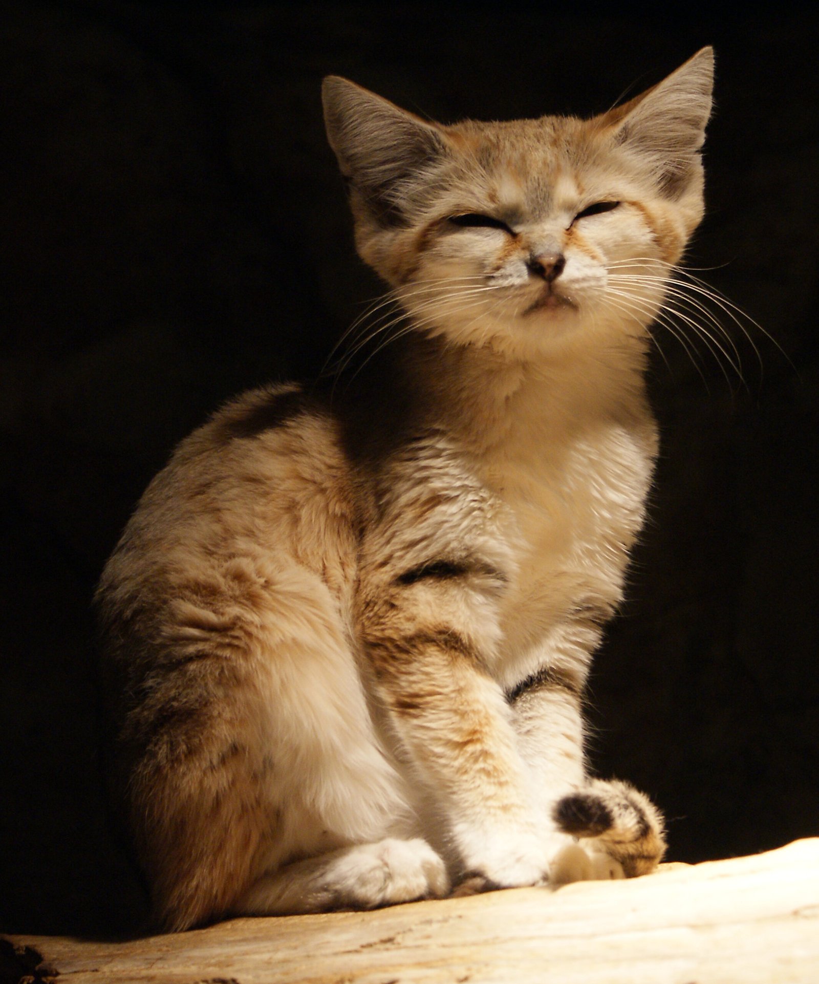 Sand Cats Survive Where Others Can't (image credits: wikimedia)