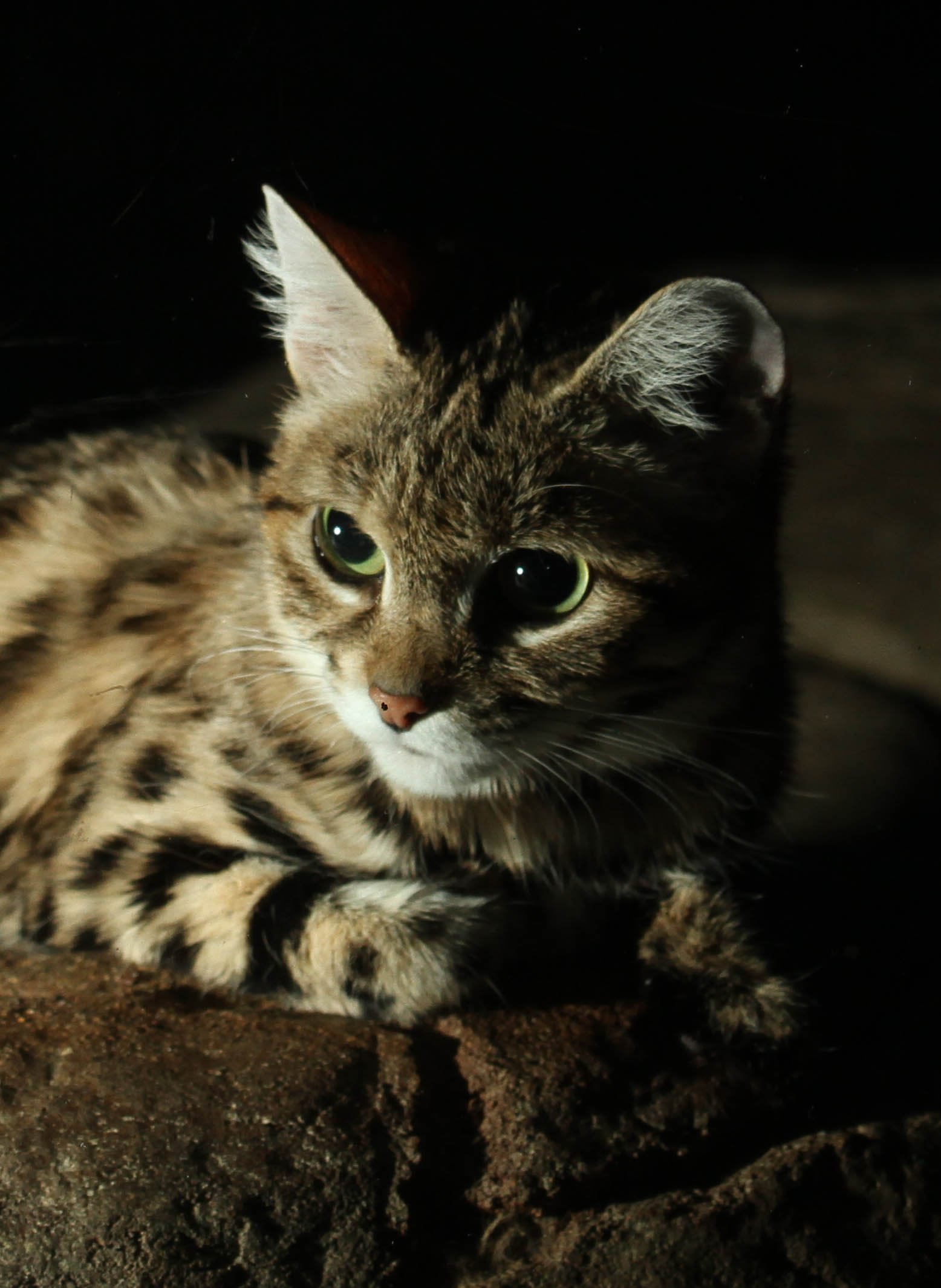 Black-Footed Cats Pack Deadly Efficiency Into Tiny Bodies (image credits: wikimedia)