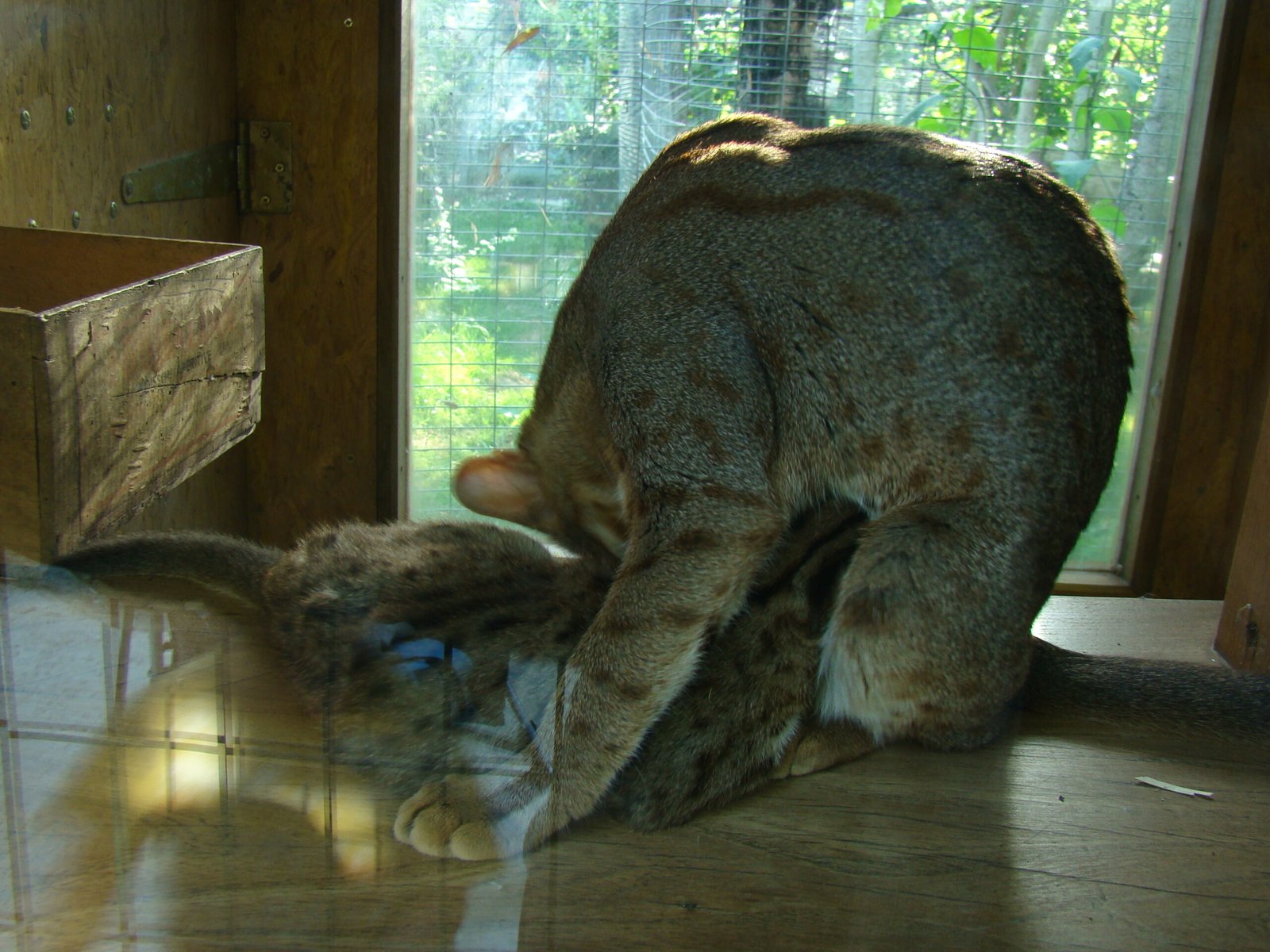 Rusty-Spotted Cats: Tiny Terrors, Big Love (image credits: wikimedia)