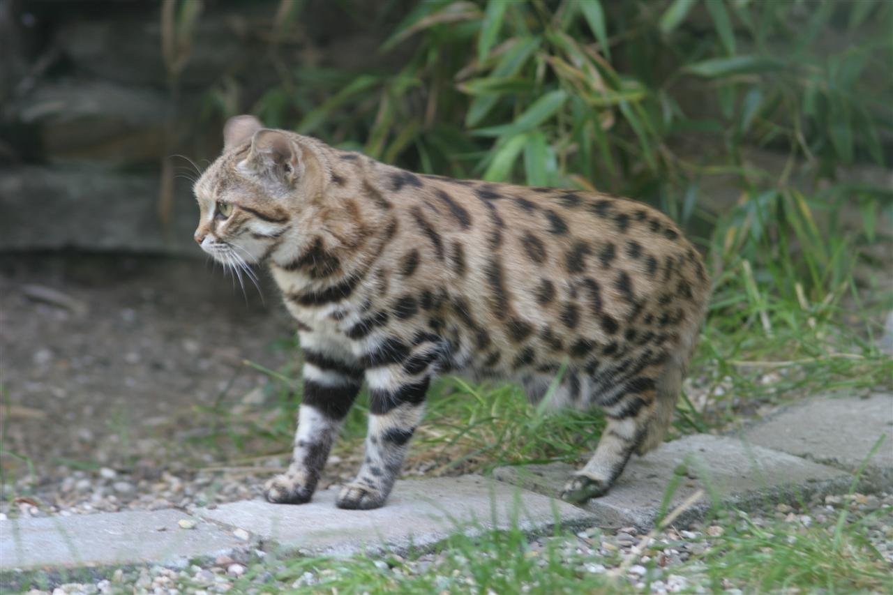 Black-Footed Cats: Fierce Flirtation in the Grasslands (image credits: wikimedia)