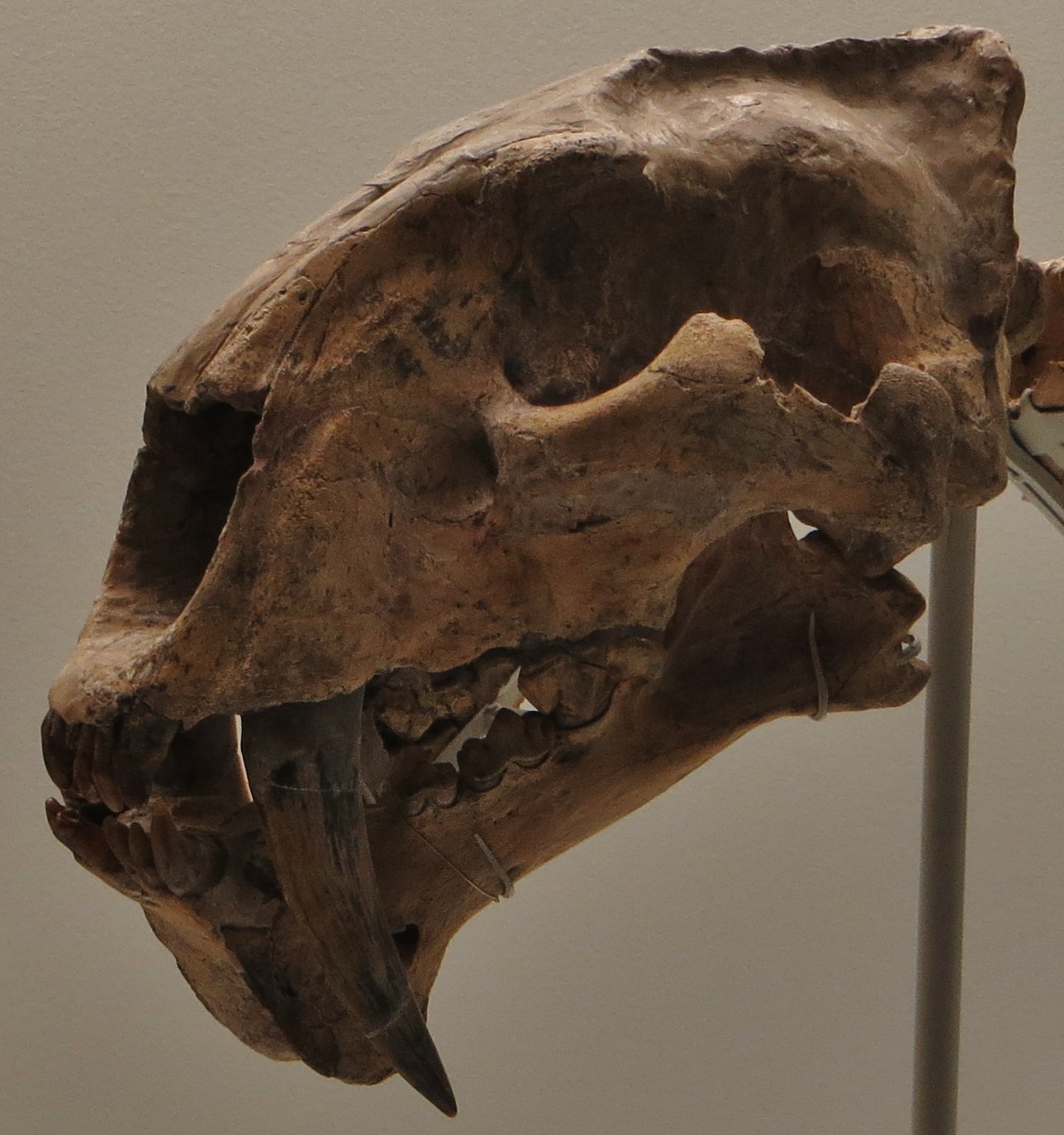 Megantereon: The Saber-Tooth’s World Traveler (image credits: wikimedia)