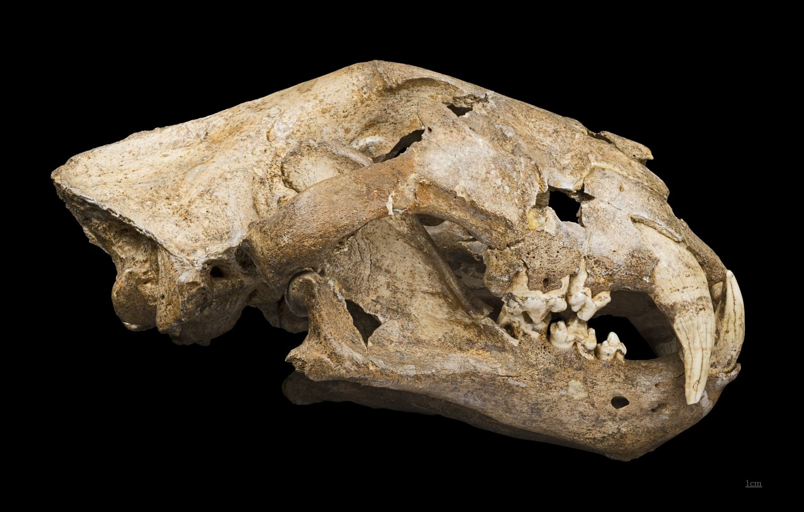 Panthera palaeosinensis: The Ancient Asian Panther (image credits: wikimedia)