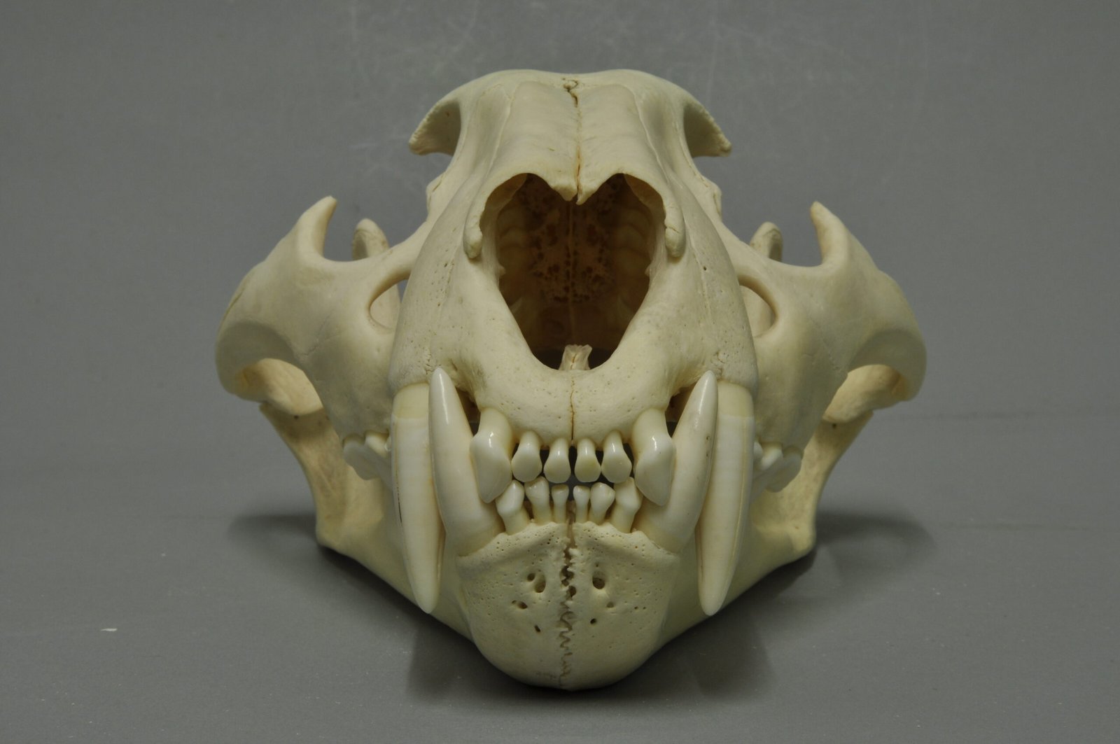 Panthera tigris Fossil: The Tiger’s Ancient Journey (image credits: wikimedia)