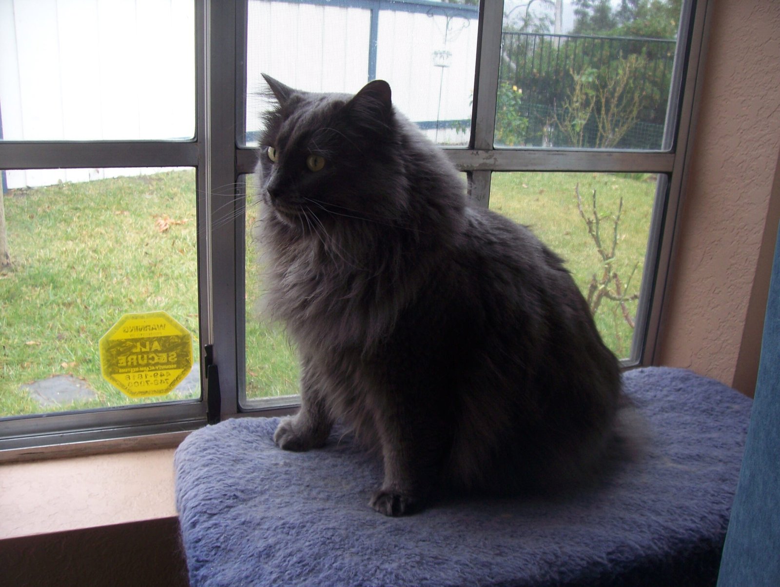 12. The “Cat TV” Window Perch: Real-Life Entertainment (image credits: wikimedia)