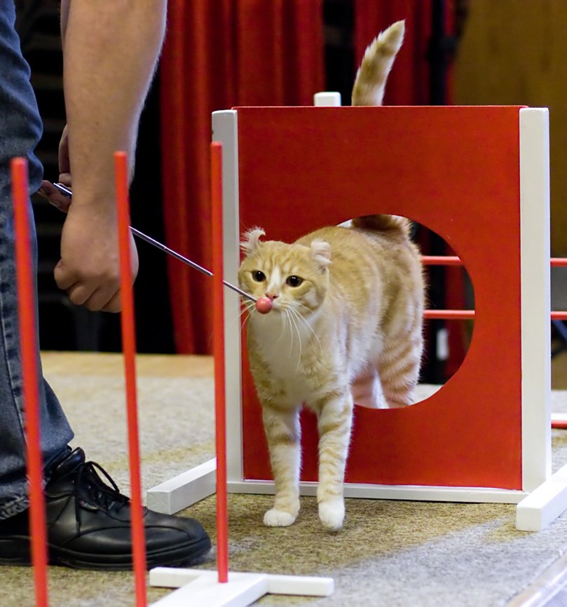 18. DIY Obstacle Course: Ninja Cat Training (image credits: wikimedia)