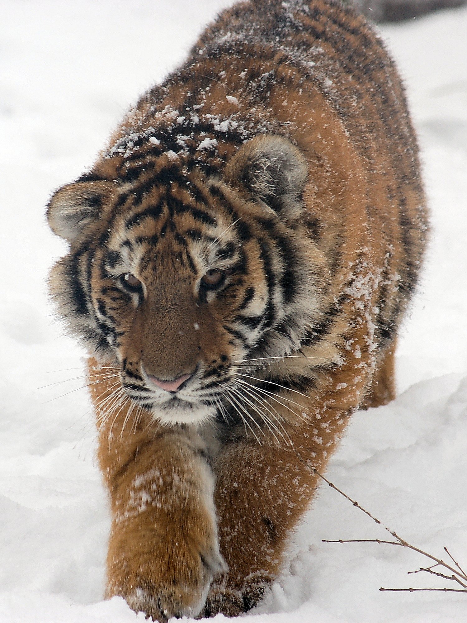 Russia: The Ghosts of Siberian Taiga (image credits: wikimedia)