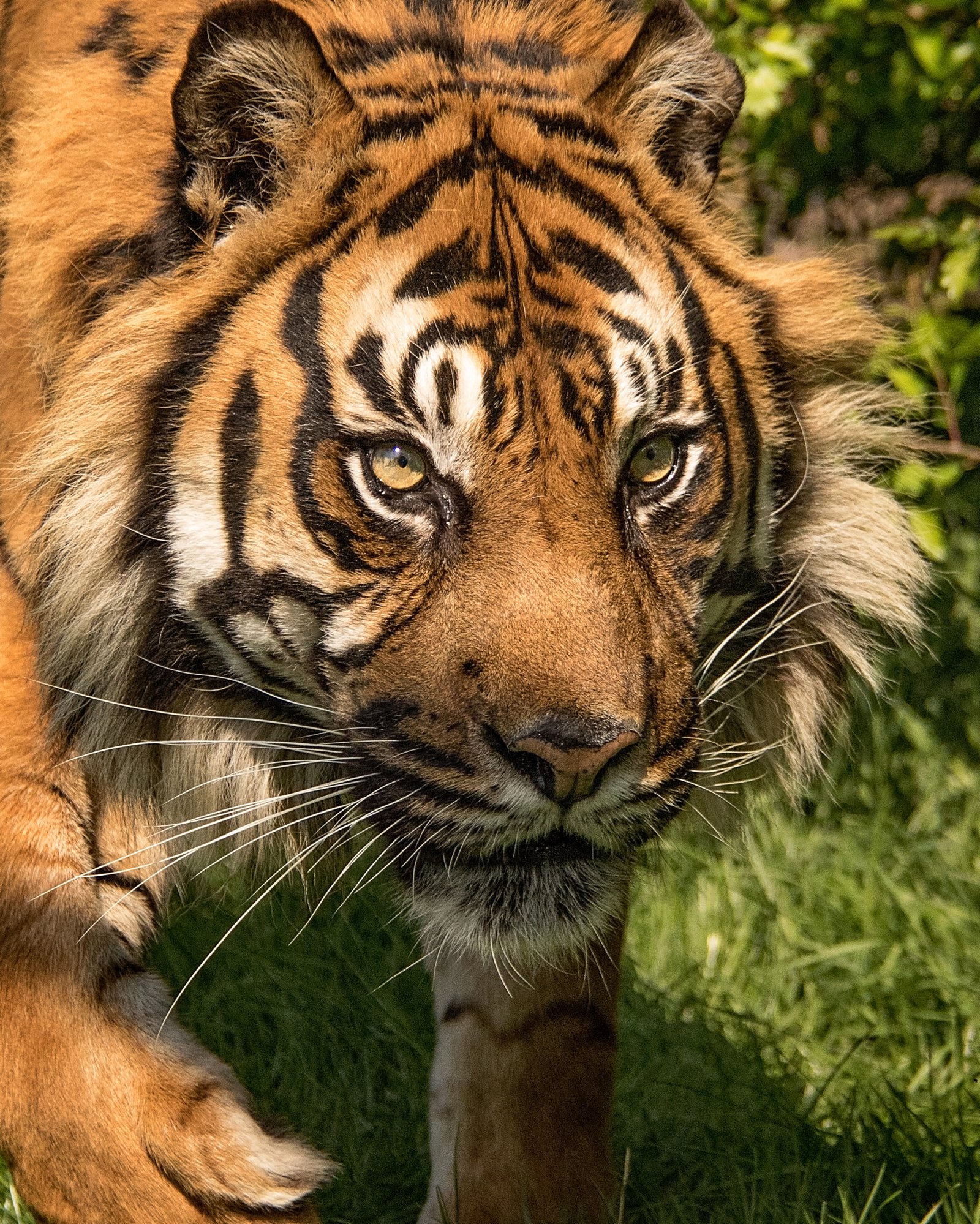 Indonesia: Sumatran Tigers in the Dense Jungle (image credits: wikimedia)