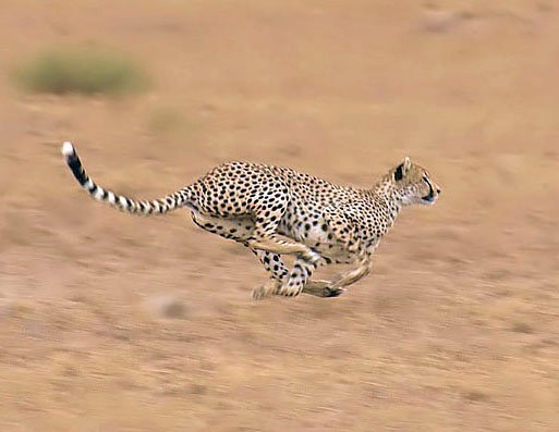 Namibia: Cheetahs on the Run (image credits: wikimedia)