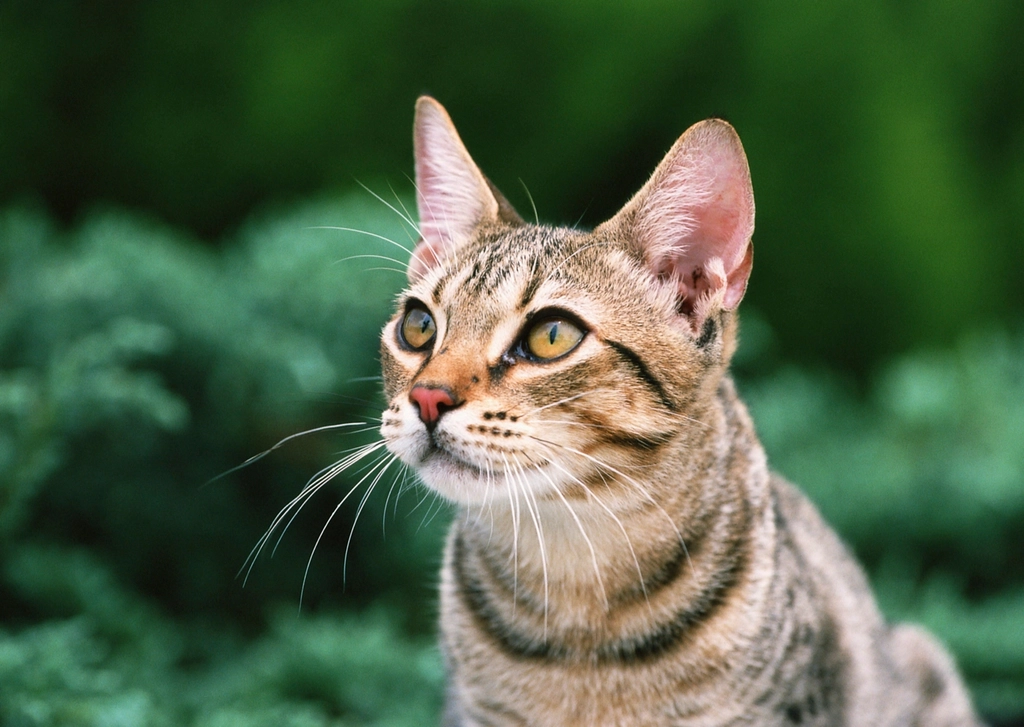 Australia: Feral Cats Gone Wild (image credits: rawpixel)