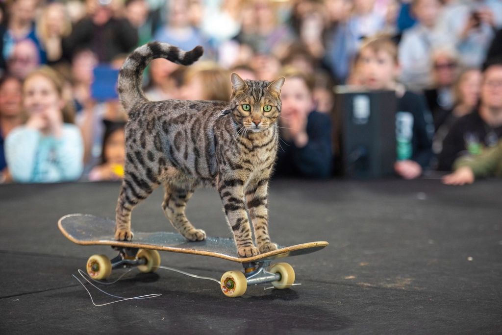Hidden Talent: Fetch Experts (image credits: rawpixel)