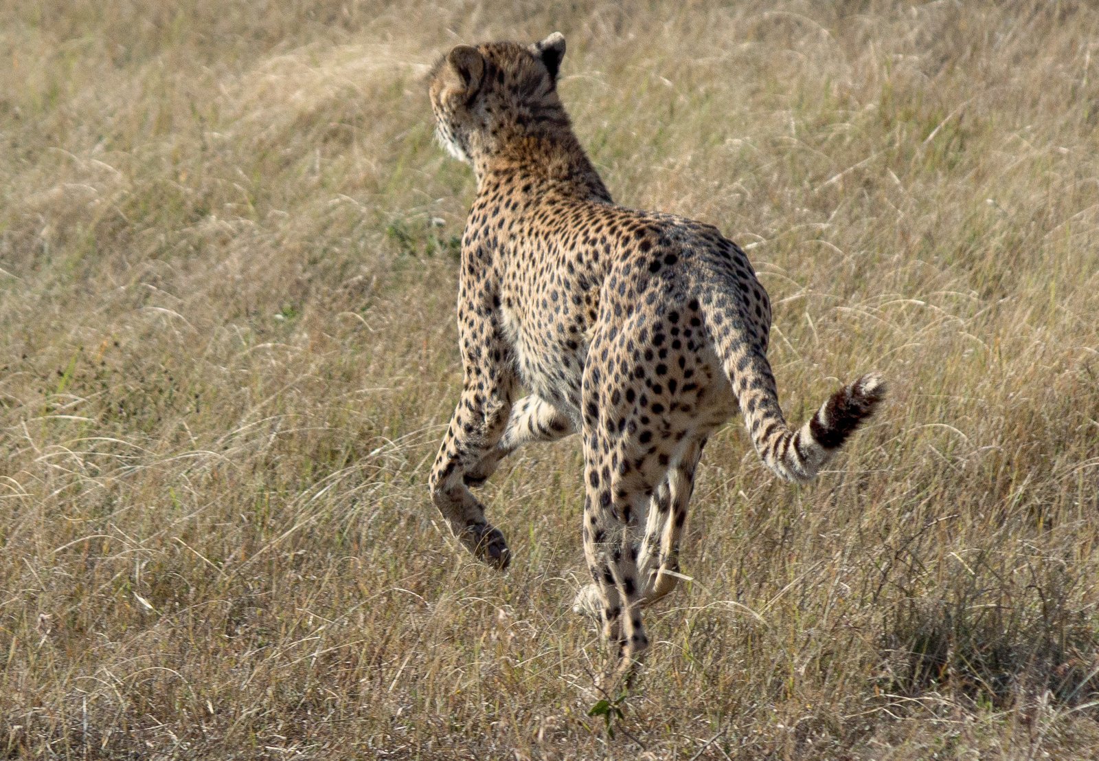 Feline Fitness Gurus (image credits: wikimedia)