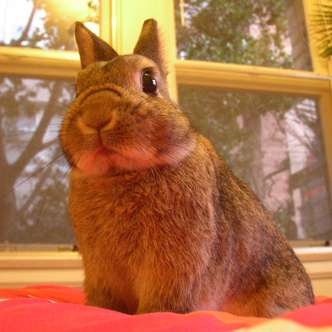 A Coat Worth Petting (image credits: wikimedia)