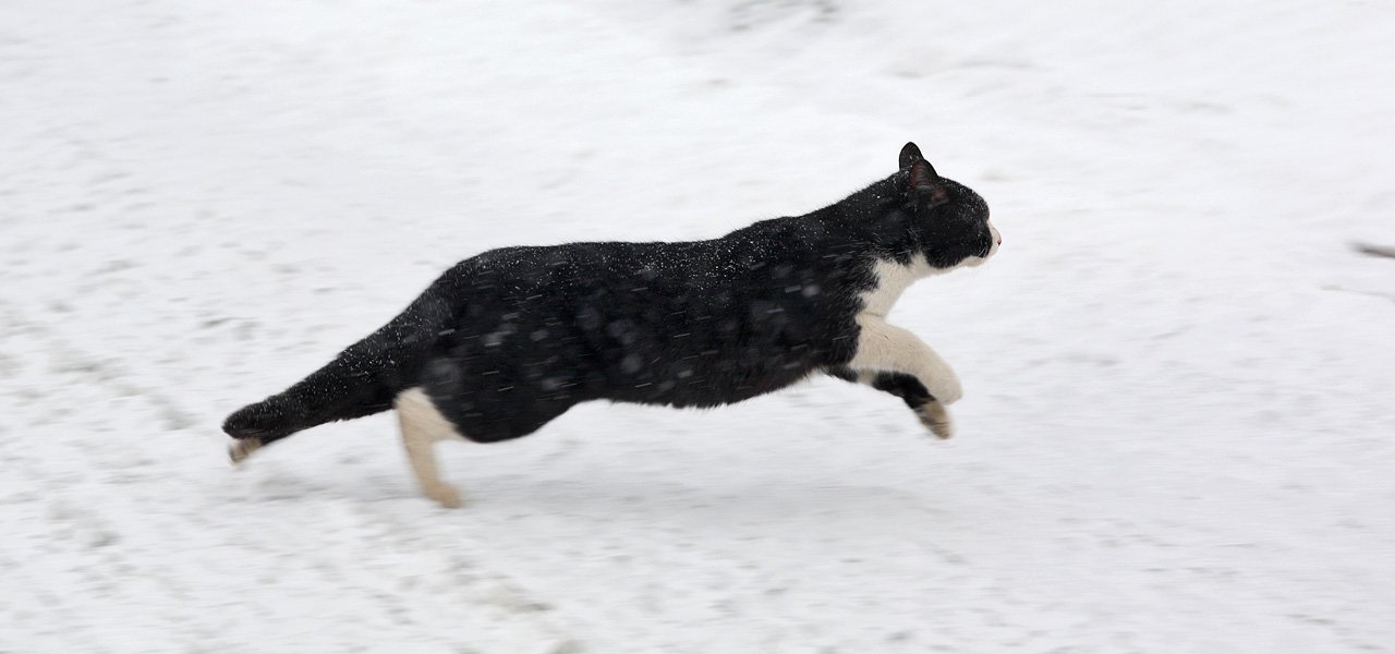 Early Morning Zoomies: The Dawn Dash (image credits: wikimedia)