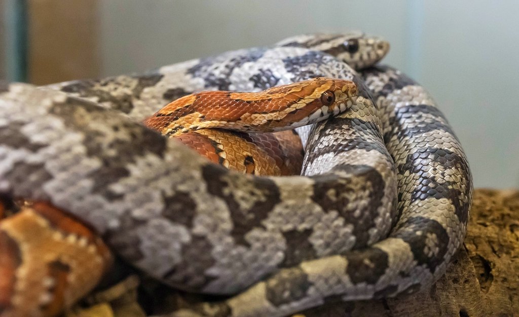 Simple Habitat, Happy Snake (image credits: wikimedia)