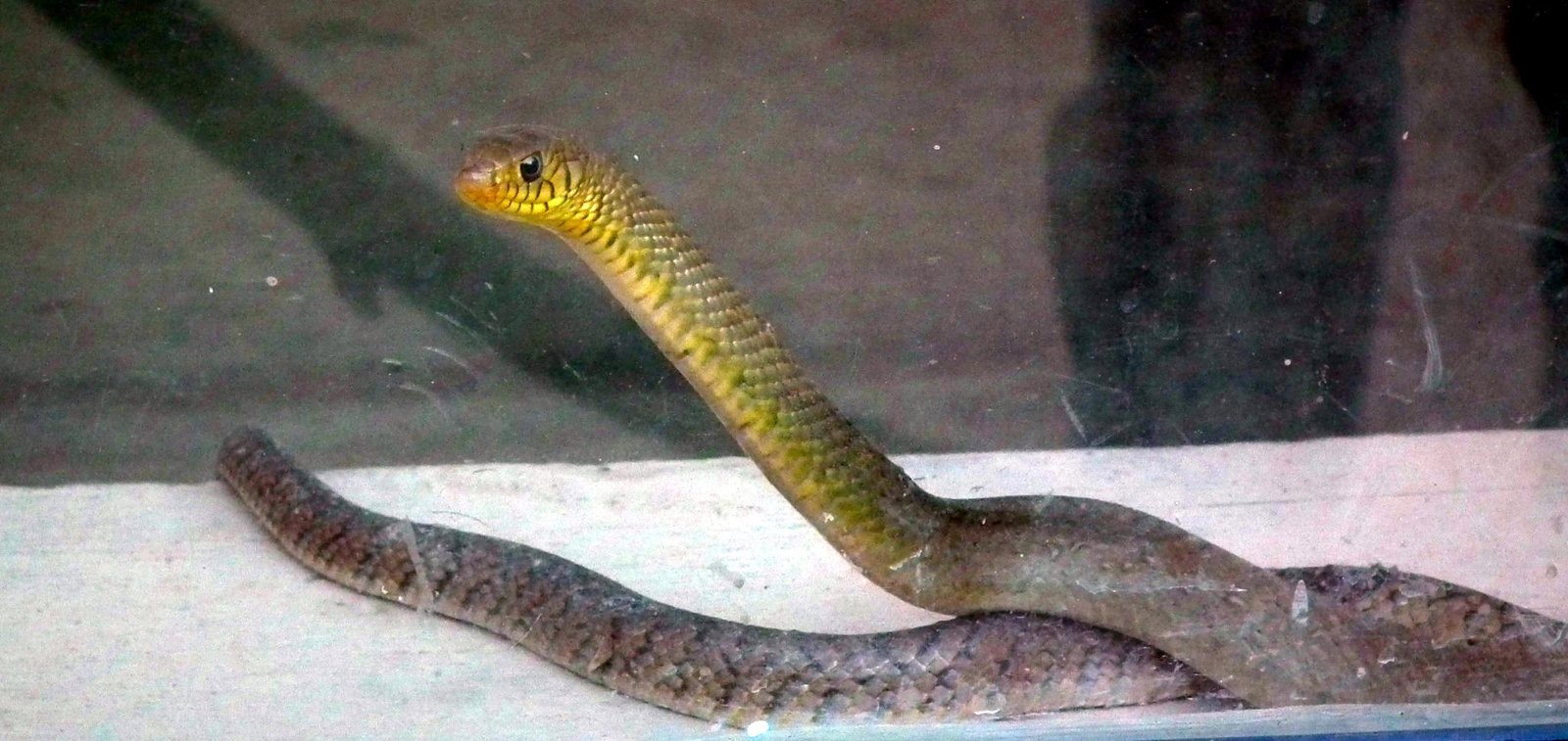 Feeding Time—A Lesson in Patience (image credits: wikimedia)
