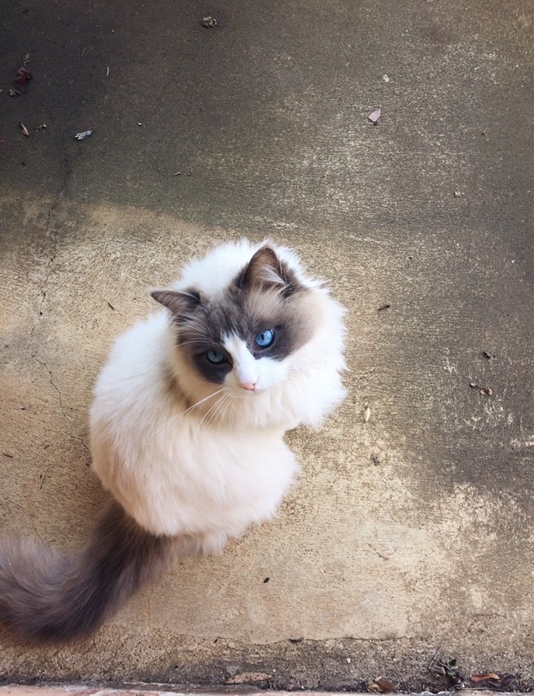 The Ragdoll: Tail “Hugs” and Relaxed Wags (image credits: wikimedia)