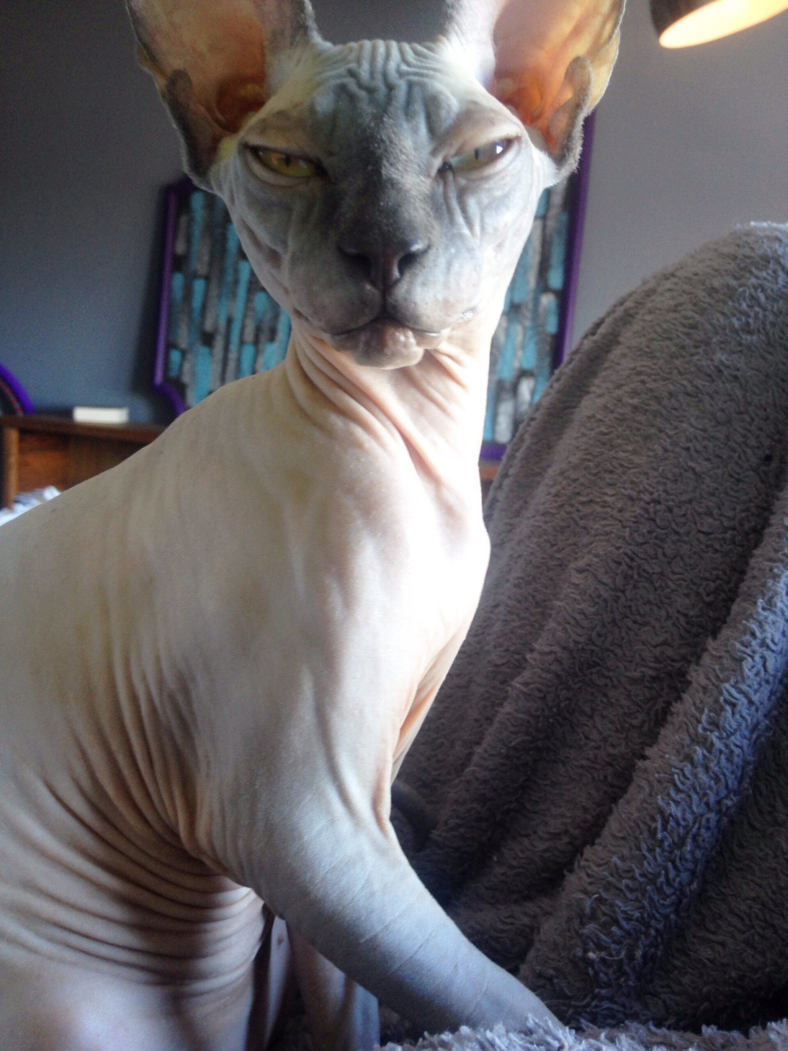The Sphynx: Tail Curls Speak Volumes (image credits: wikimedia)