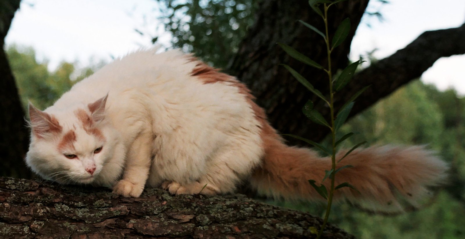 The Turkish Van: Swimming Tails in Action (image credits: wikimedia)