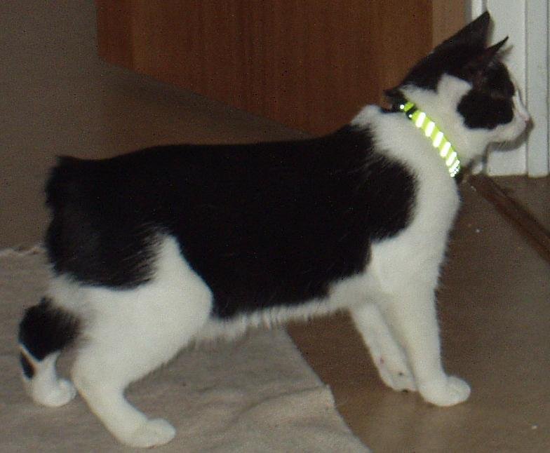 The Manx: Expressing Without a Tail (image credits: wikimedia)