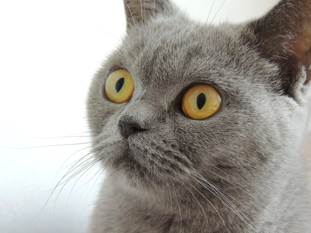 The Scottish Fold's Adorable Owl-Like Grin (image credits: rawpixel)