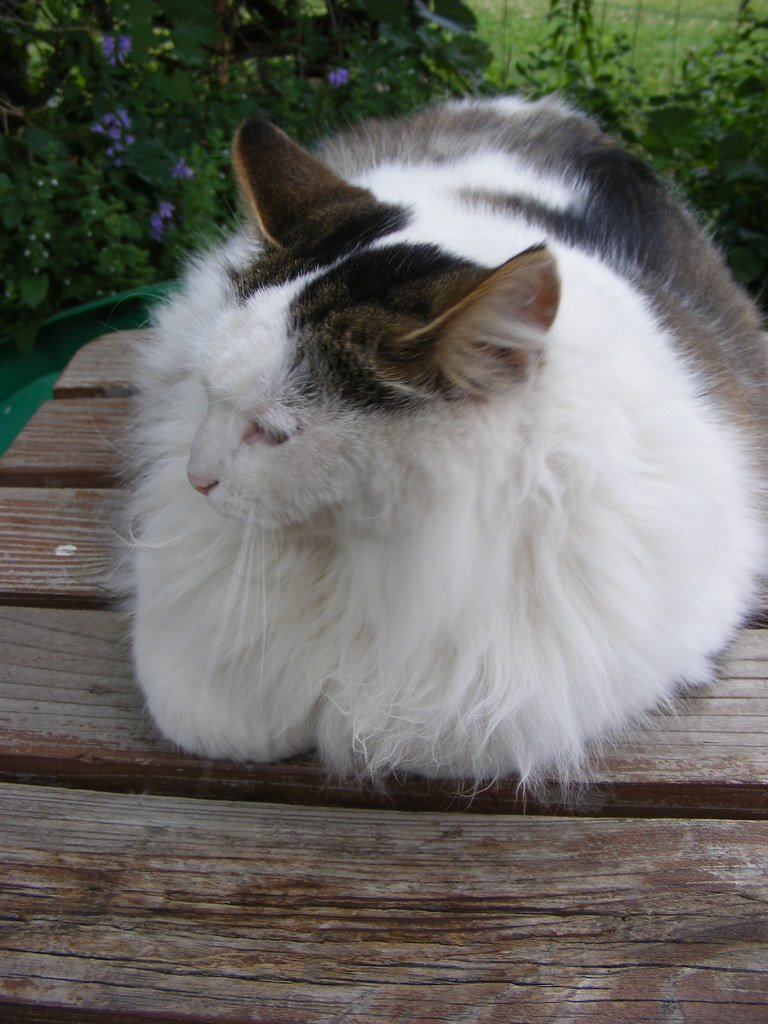 Turkish Angora's Elegant Smirk (image credits: flickr)