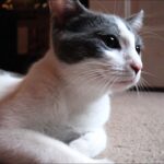 10 Cat Breeds With a Natural "Smiling" Expression