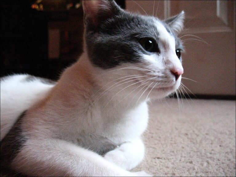 10 Cat Breeds With a Natural "Smiling" Expression