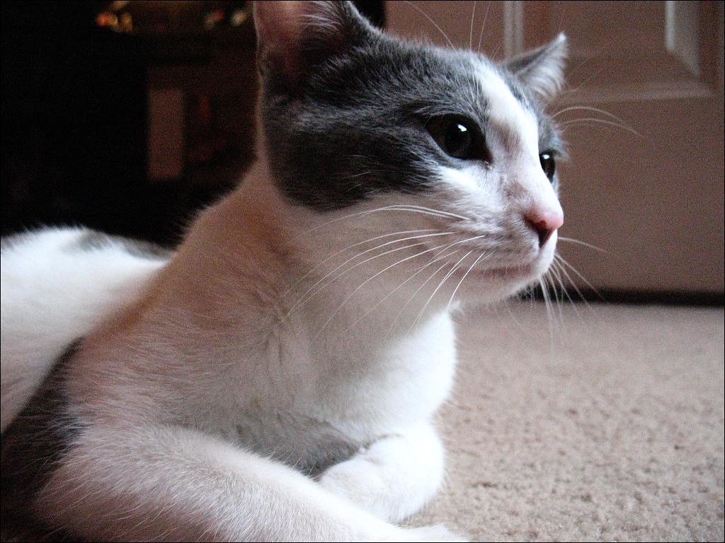 10 Cat Breeds With a Natural "Smiling" Expression