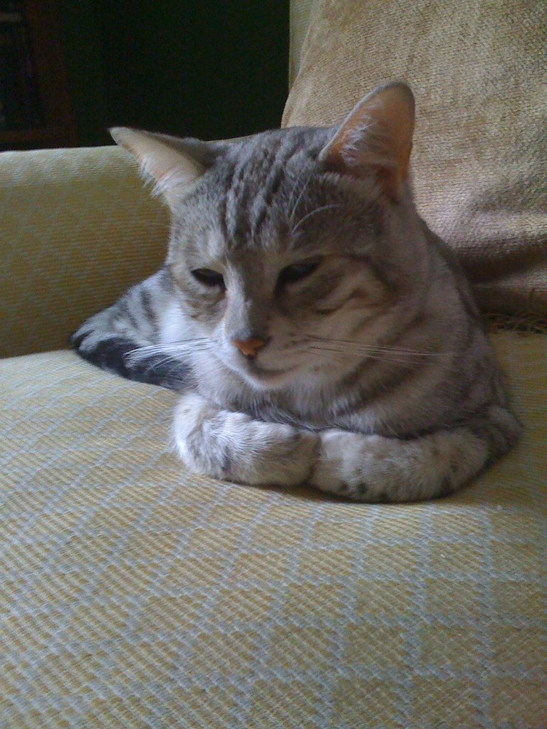 Egyptian Mau: When Ancient Bloodlines Almost Disappeared Forever (image credits: flickr)